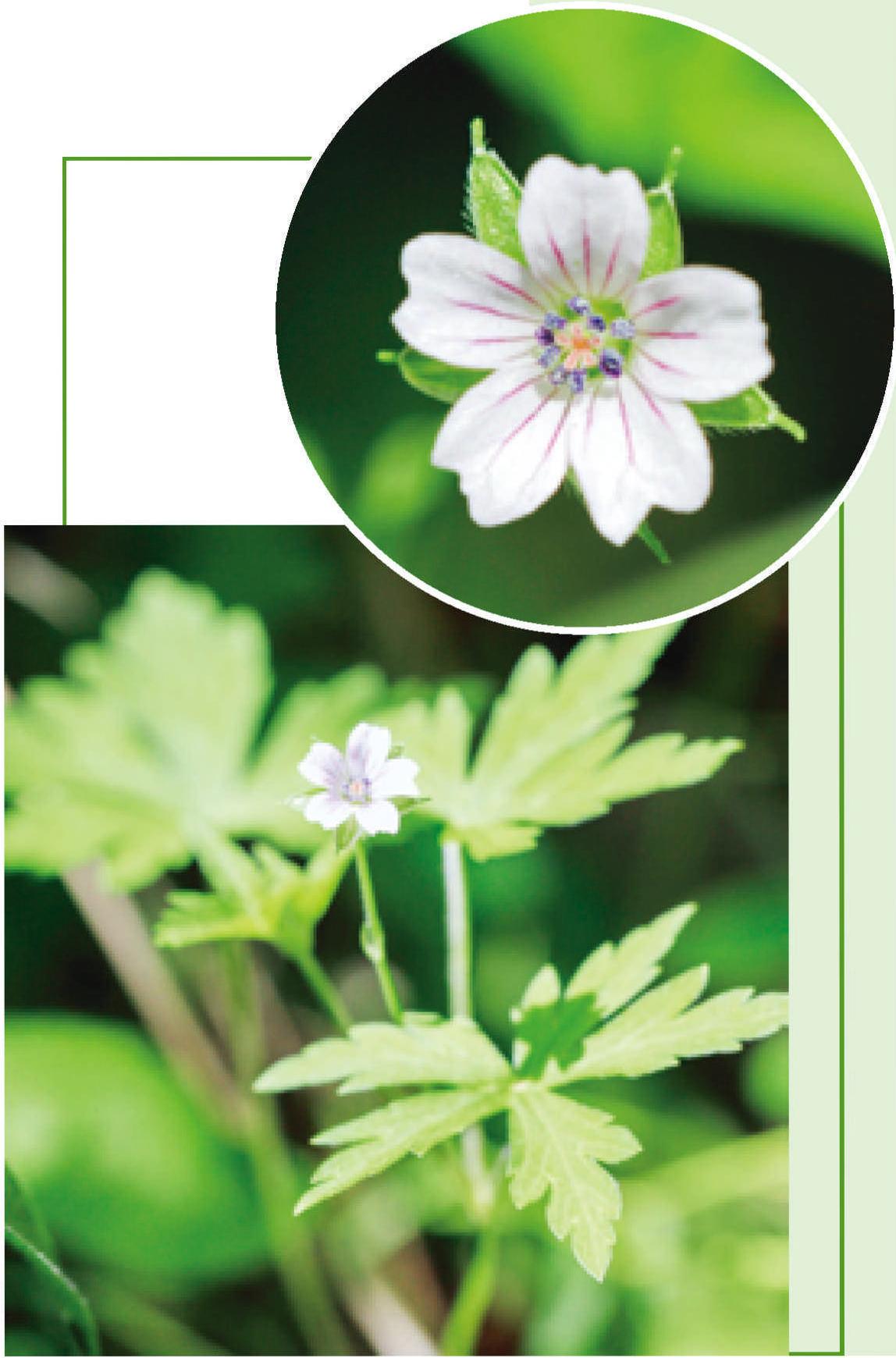 鼠掌老鹳草-神农架植物-图片